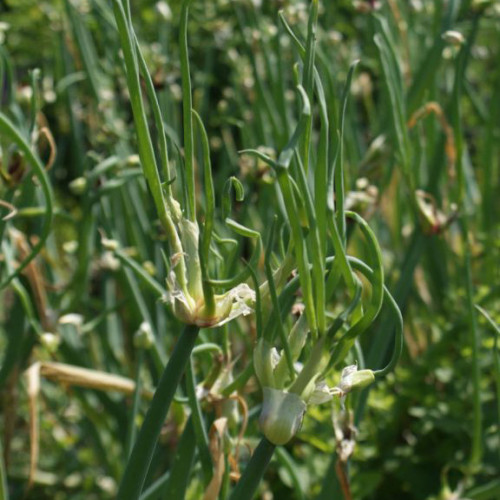 Cibuľa zimná, poshodová, egyptská - Allium x proliferum (Fistulosum var. viviparum) / živá rastlinka v kvetináči 