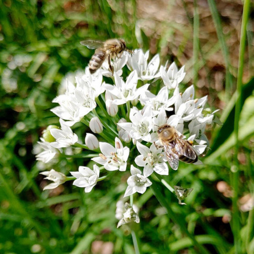 Pažítka čínska, cesnaková pažítka (Allium tuberosum) – živá rastlinka v kvetináčiku