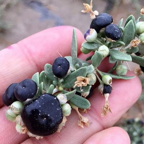 Goji čierne, „blackie“, black berry - (Lycium ruthenicum L.) / živá rastlina v kvetináči