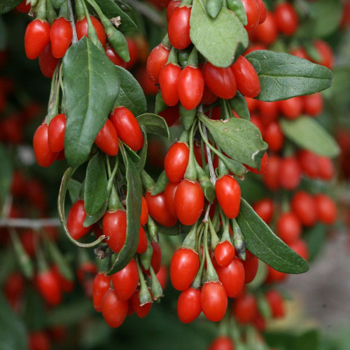 Goji - kustovnica čínska (Lycium chinense L.) / rastlinky, bylinky v kvetináči