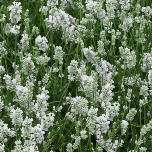 LEVANDUĽA BIELA, ÚZKOLISTÁ, LEKÁRSKA - (Levandula angustifolia, „ALBA“)  