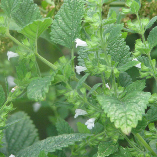 Medovka lekárska - (Melissa officinalis L.)