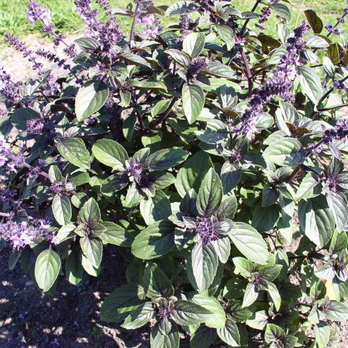 Bazalka vytrvalá -  Ocimum " African Blue"