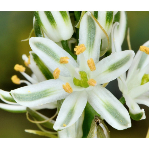 Morská cibuľa nepravá – (Ornithogalum longibracteatum L.) / rastlina v kvetináči