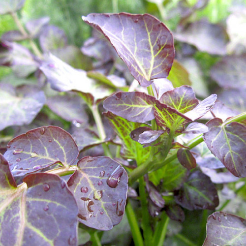 Potočnica lekárska, červená – (Nasturtium x officinale „rubrum“) / živá rastlinka v kvetináči