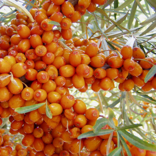 Rakytník rešetliakovitý, reštliakový - (Hippophae rhamnoides L.), samička