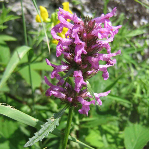 Betonika lekárska - (Stachys officinalis, syn. Betonica officinalis L.)