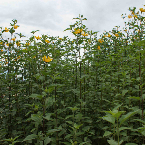 Topinambur, Slnečnica hľuznatá - (Helianthus tuberosus L.) / rastlinky, bylinky v kvetináči